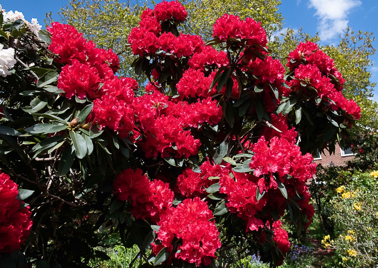 'The Honourable Jean Marie de Montague' AGM